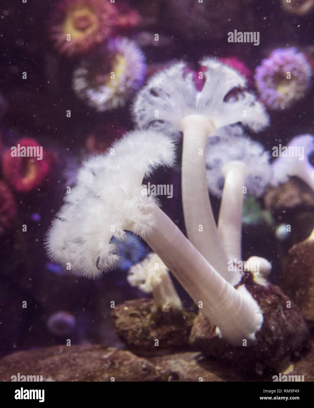 Giant Plumose Anemone or White-Plumed Anemone at Ripley's Aquarium, in Toronto, Canada. Metridium farcimen is found on the western seaboard of the Uni Stock Photo