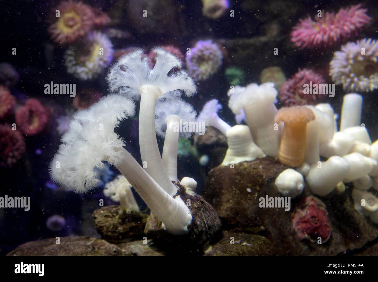 Giant Plumose Anemone or White-Plumed Anemone at Ripley's Aquarium, in Toronto, Canada. Metridium farcimen is found on the western seaboard of the Uni Stock Photo