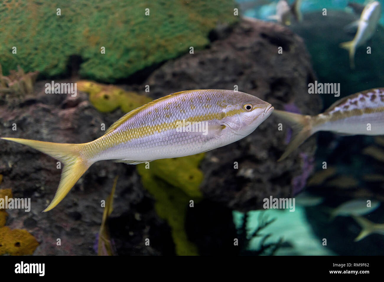 Grey Fish with an yellow strip and yellow spots at Ripley's Aquarium, in Toronto Stock Photo