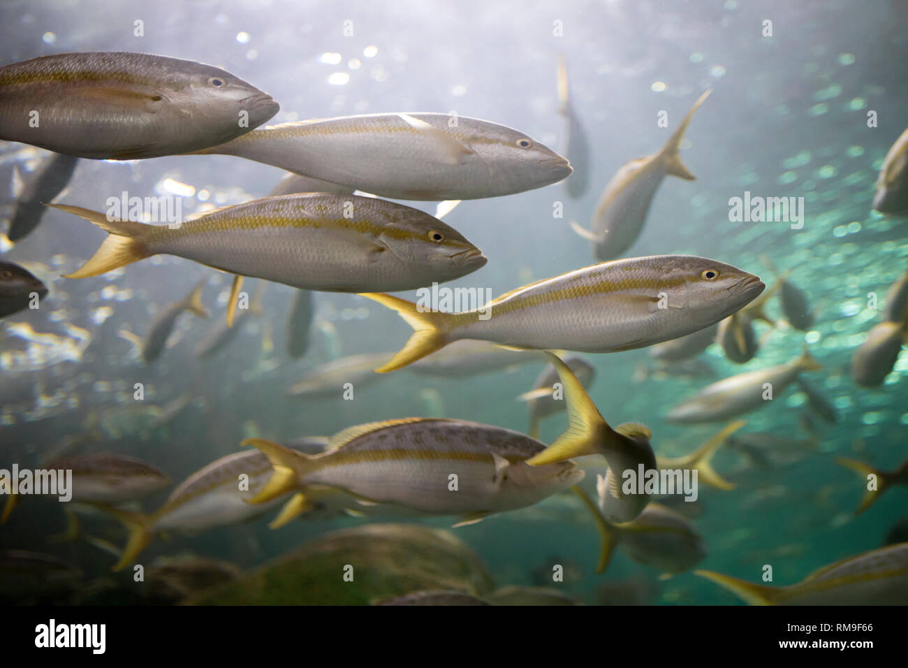 Grey Fishes with an yellow strip and yellow spots at Ripley's Aquarium, in Toronto Stock Photo