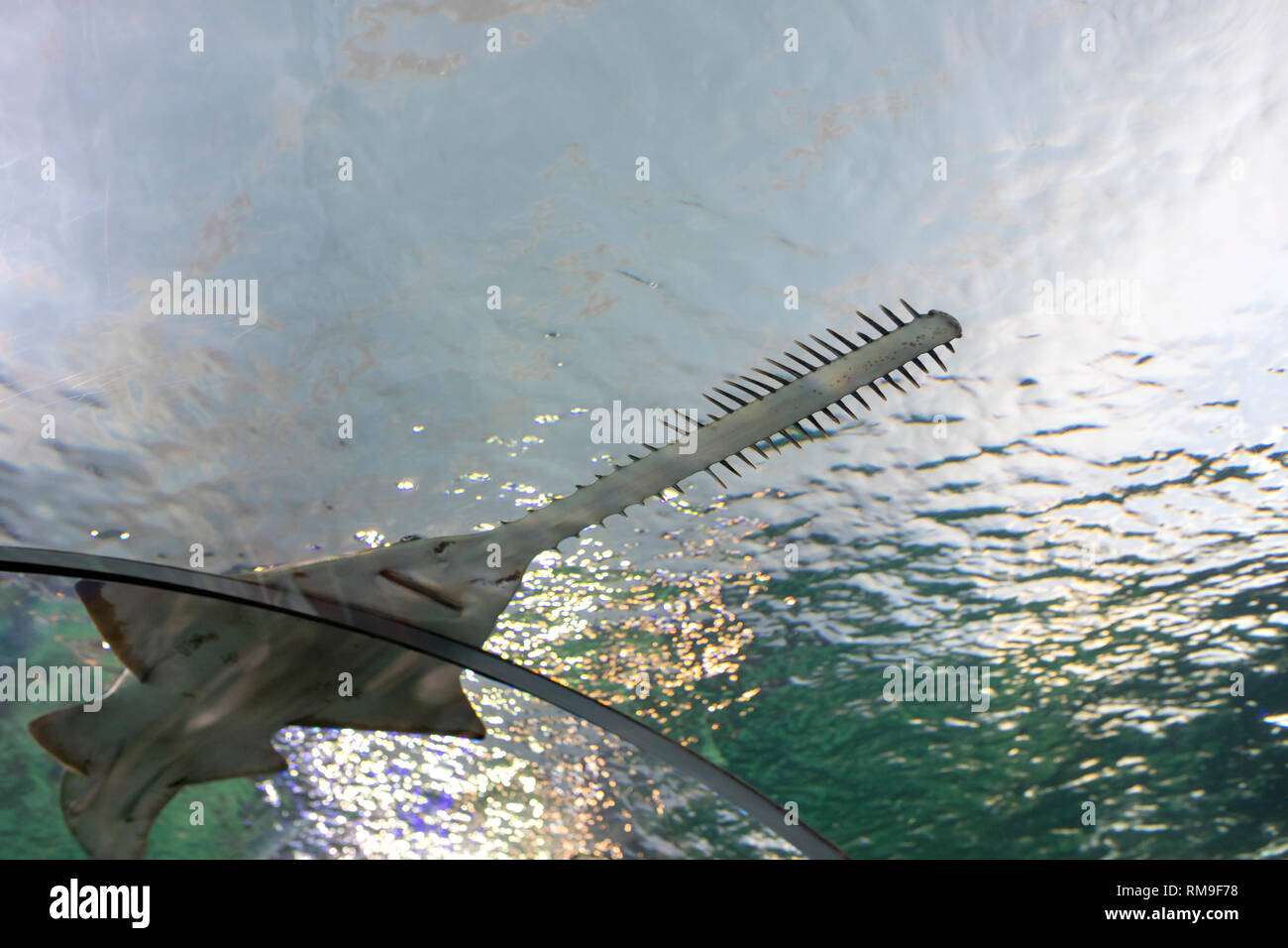 Green Sawfish with the focus on the saw (edged with teeth) at Ripley's Aquarium, Toronto. They are closely related to stingrays Stock Photo