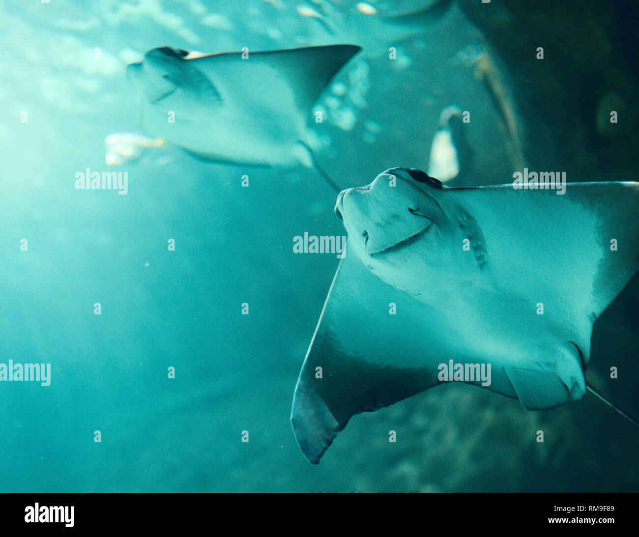 Cownose Rays swimming in blue waters at Ripley's Aquarium, in Toronto, Canada Stock Photo