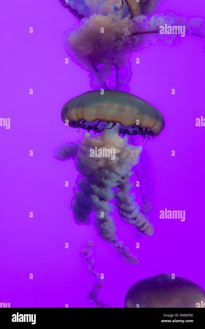 Pacific Sea Nettles (Chrysaora fuscescens) gently floating in the kreisel tank, at Ripley's Aquarium, Toronto Stock Photo