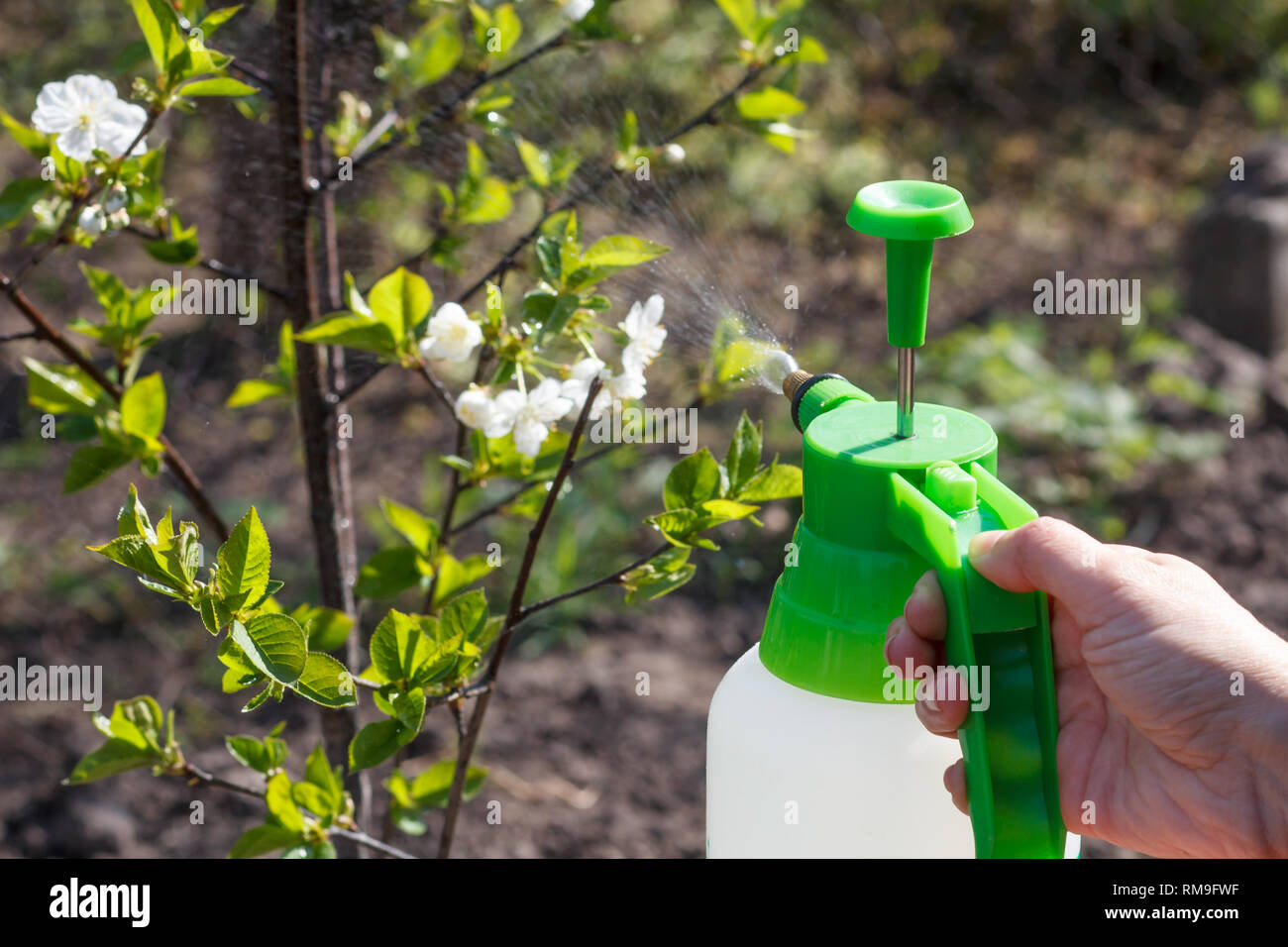 Watering Fruit Trees : Gardener Watering A Young Seedling Of Fruit Tree After Planting Spring Works In The Garden Stock Photo Picture And Royalty Free Image Image 76415409 - We did not find results for: