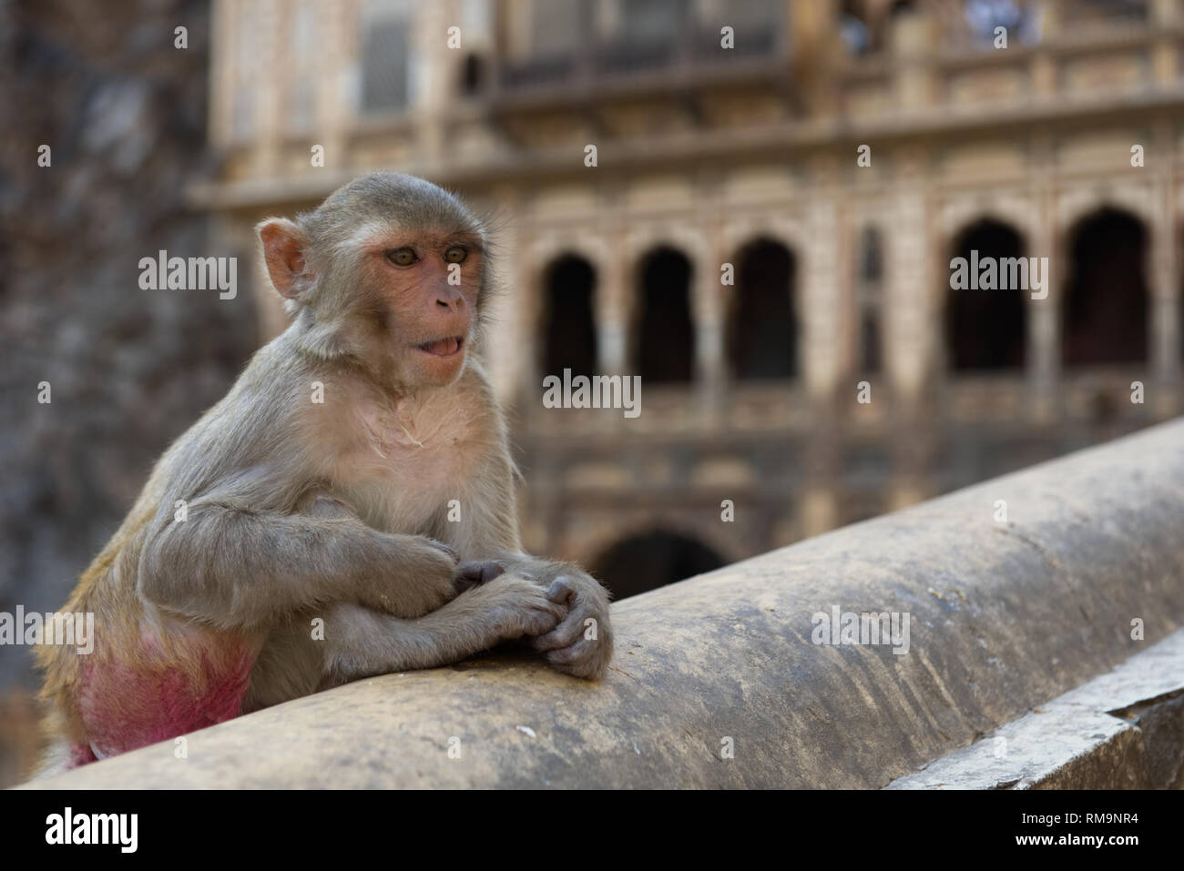 Monkey Temple is a 15th Century Hindu Pilgrimage site. Living archeology fit for Indiana Jones Stock Photo
