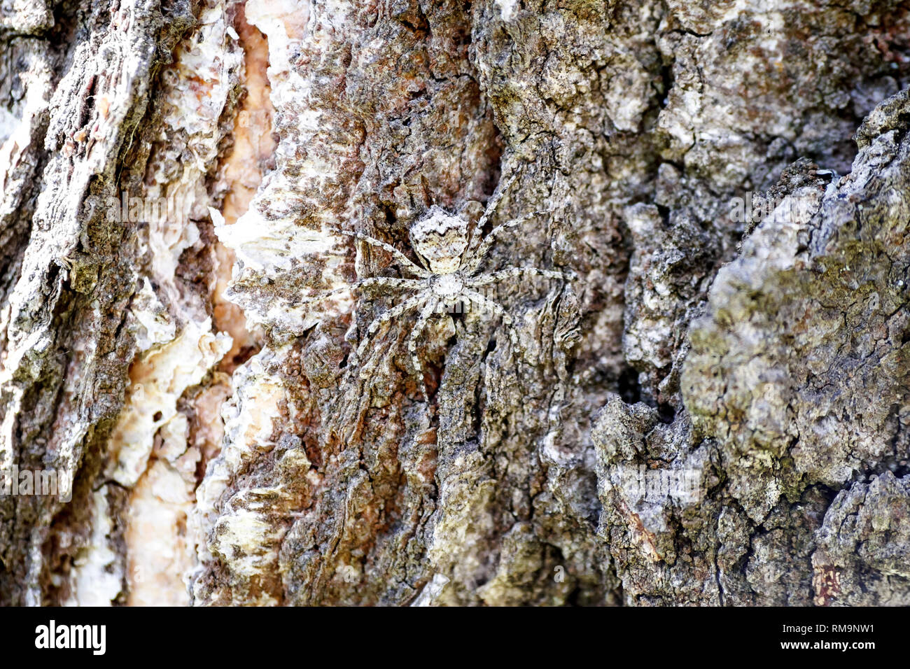 Адаптация паукообразных. Паук похожий на кору дерева. Паук маскирующийся под дерево. Большие пауки в коре дерева.