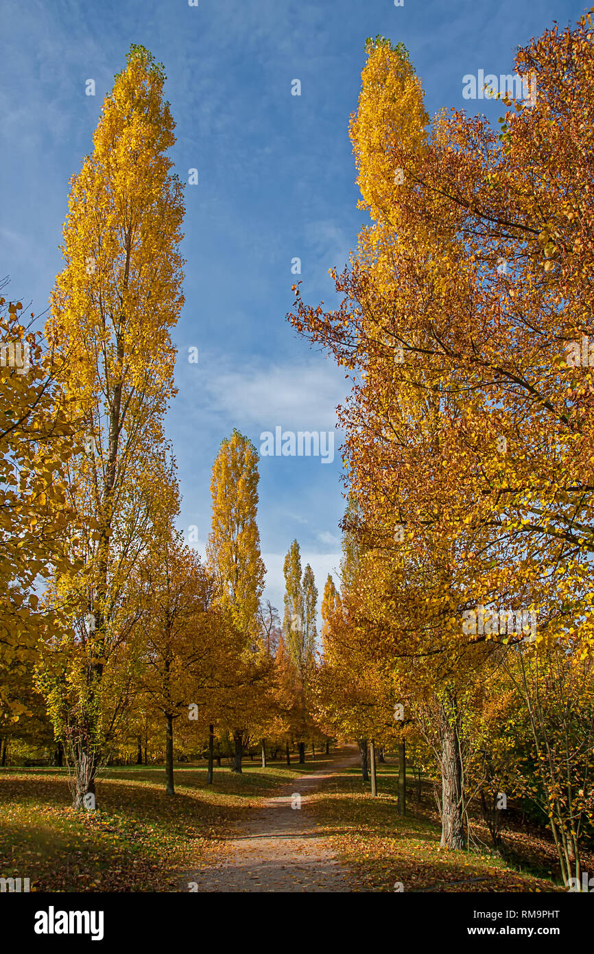 Poplar Path Stock Photos Poplar Path Stock Images Alamy