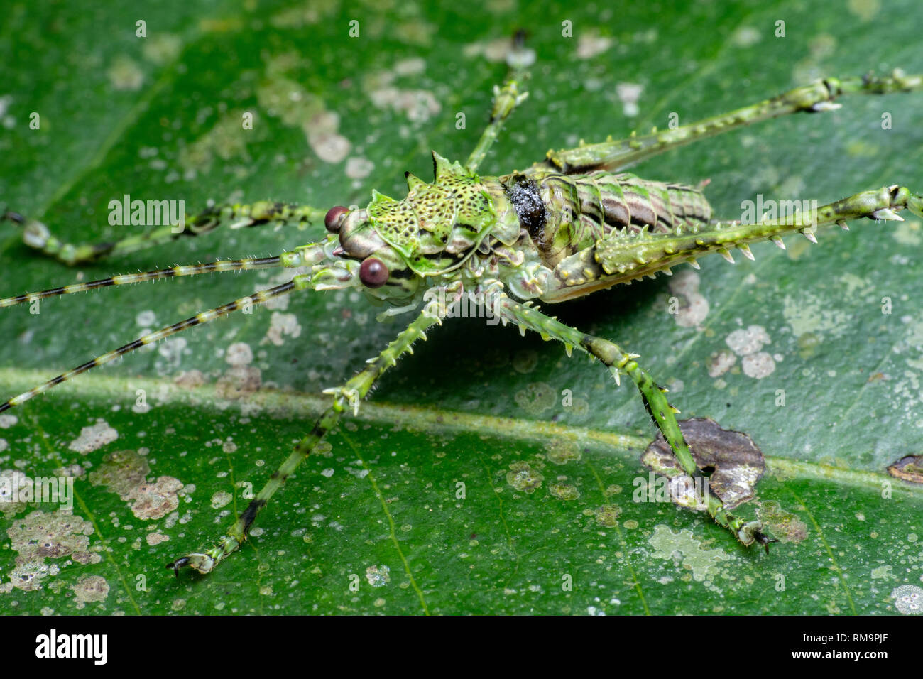 Green camouflaged spiny katydid (Phricta sp) in tropical Australian rainforest Stock Photo
