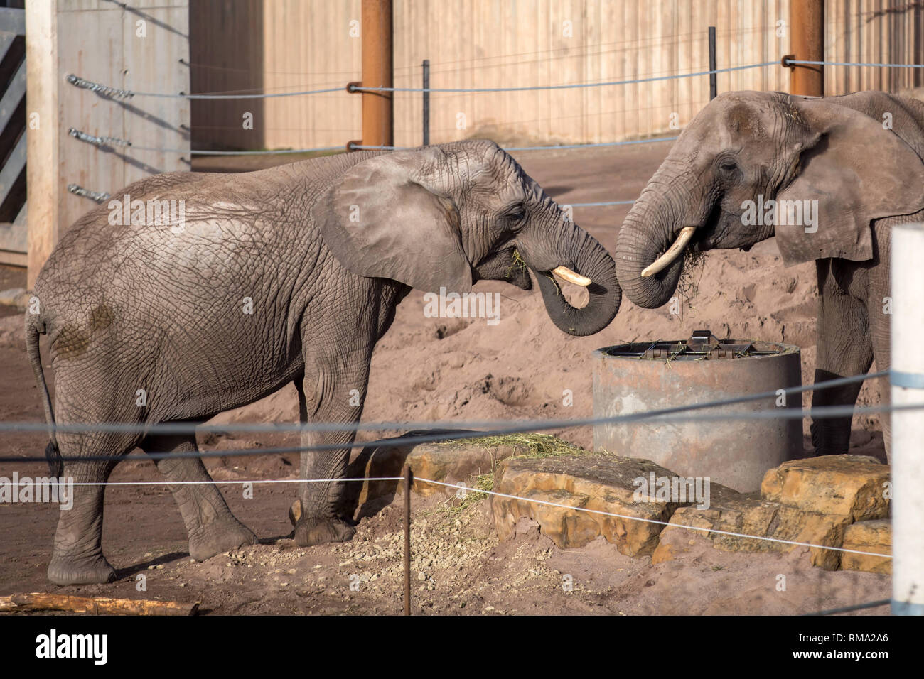 Erfurt, Germany. 14th Feb, 2019. Elephant cow Chupa (l) stands with Elephant Safari in the enclosure at the new elephant house in the zoo park Erfurt. The pachyderm Chupa is pregnant and is expected to give birth to a small calf in July/August 2020 after a gestation period of 22 months. Credit: Michael Reichel/dpa/Alamy Live News Stock Photo