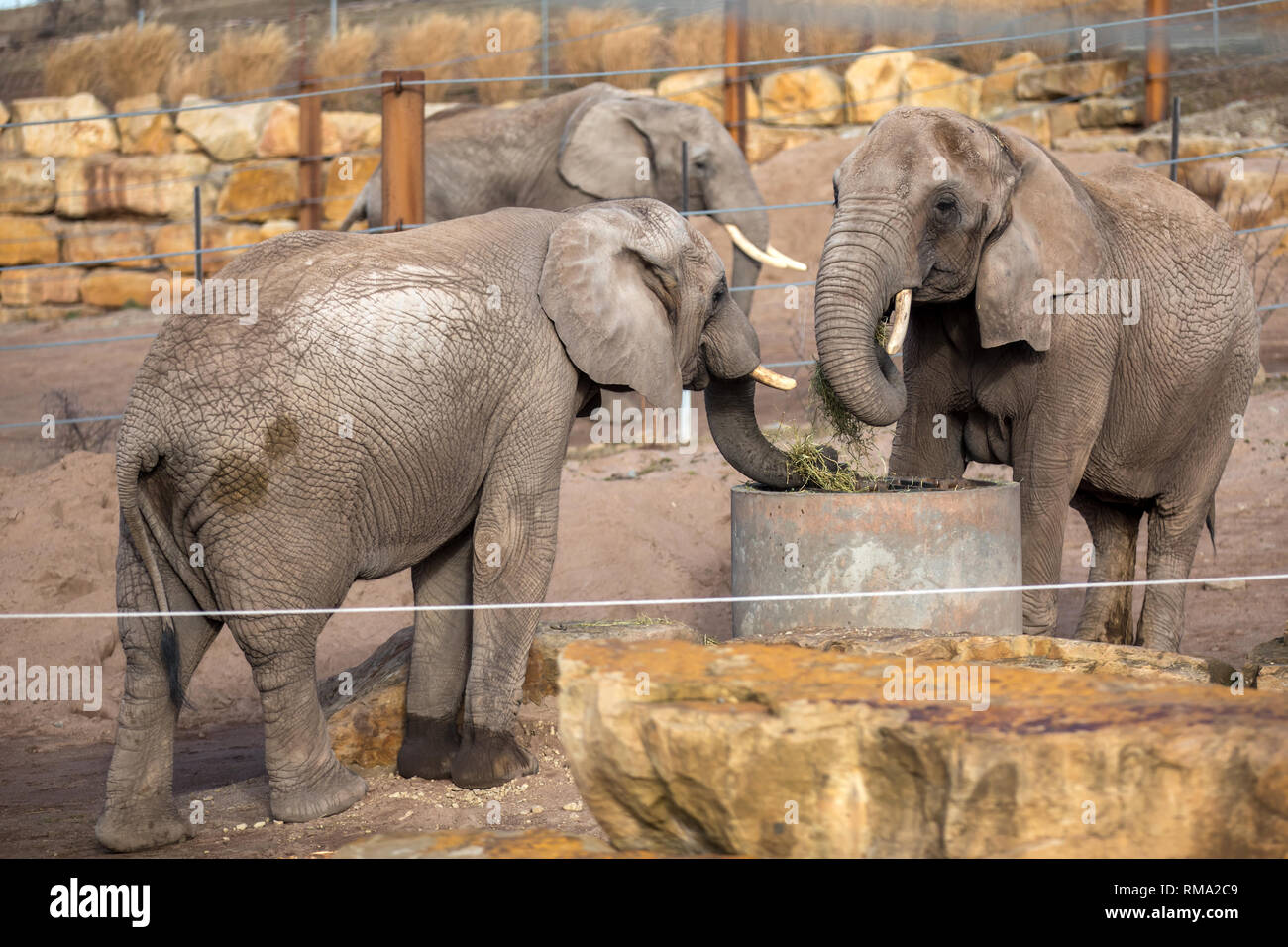 Erfurt, Germany. 14th Feb, 2019. Elephant cow Chupa (l) standing with elephant safari (r) in the enclosure at the new elephant house in Erfurt Zoo Park, while Kibo passes in the background. The pachyderm Chupa is pregnant from Kibo and is expected to give birth to a small calf in July/August 2020 after a gestation period of 22 months. Credit: Michael Reichel/dpa/Alamy Live News Stock Photo