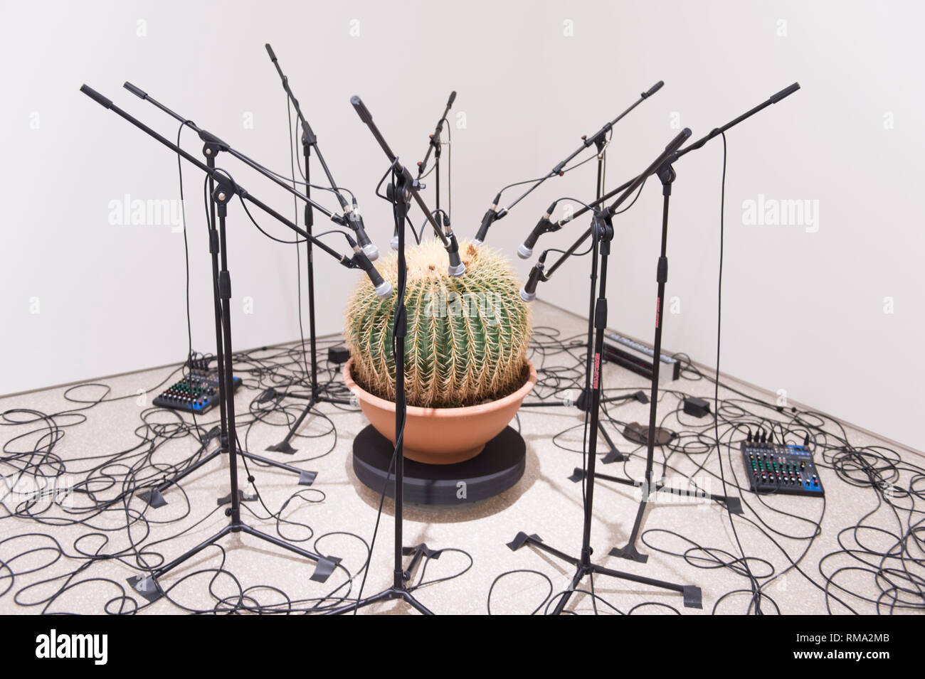 RA, London, UK. 14 February, 2019. Premiums Interim Projects exhibition in the new Weston Studio and The McAulay Gallery at the Royal Academy of Arts, previewing postgraduate students  from the UK’s longest established art school. Image: Clara Hastrup. Echinocactus Grusonii: Polyphonia Fibonacci, 2019. Credit: Malcolm Park/Alamy Live News. Stock Photo