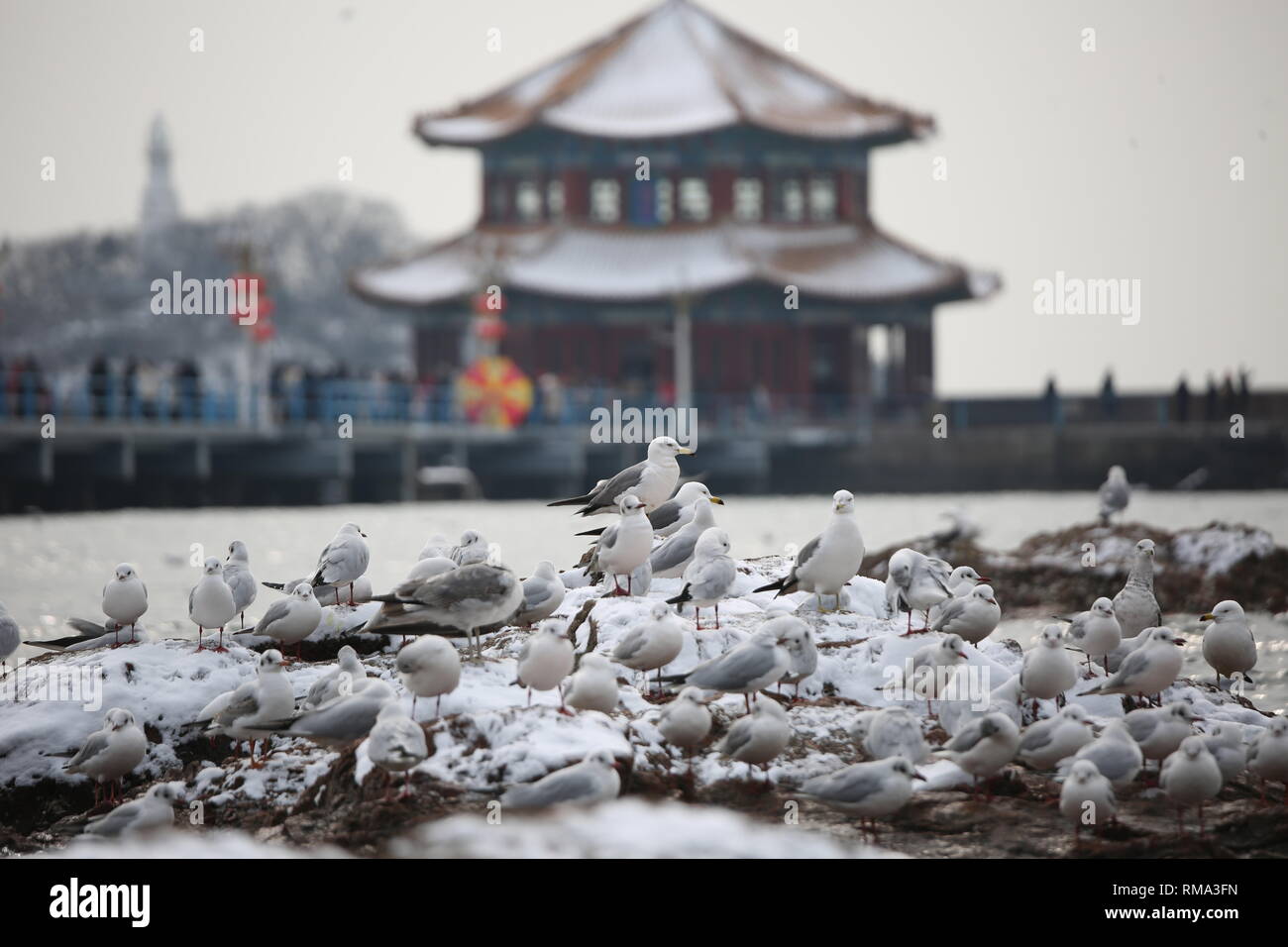 Qingdao, Qingdao, China. 14th Feb, 2019. Qingdao, CHINAThe snow