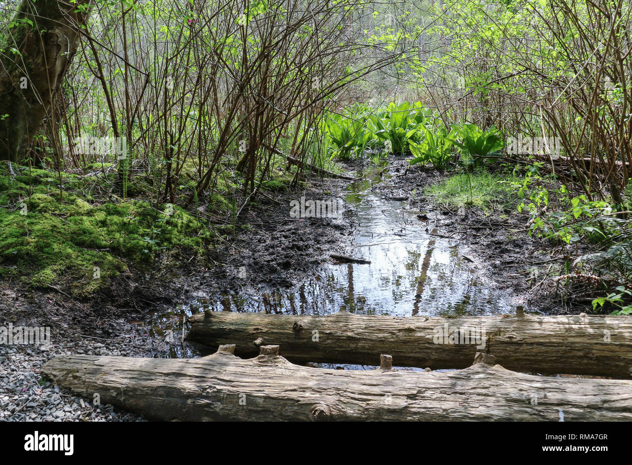 Deep in the forest, spring adds a burst of new growth on the stands of ...