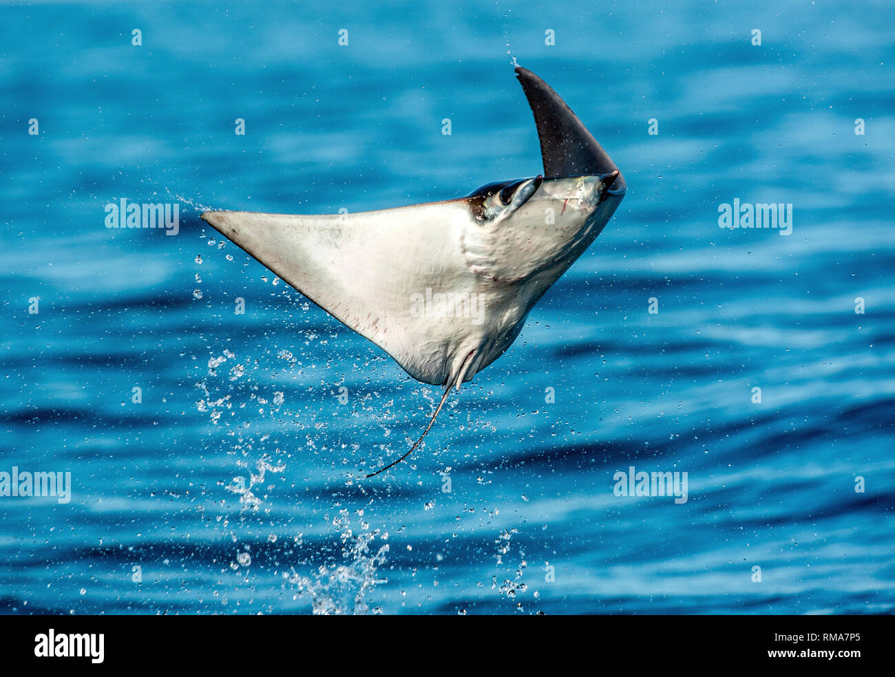 Mobula ray jumping out of the water. Mobula munkiana, known as the manta de  monk, Munk's devil ray, pygmy devil ray, smoothtail mobula. Blue ocean ba  Stock Photo - Alamy