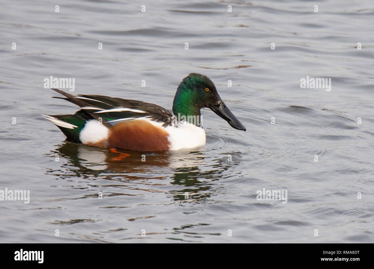 A Northern Shoveler swimming at RSPB Old Moor. Stock Photo