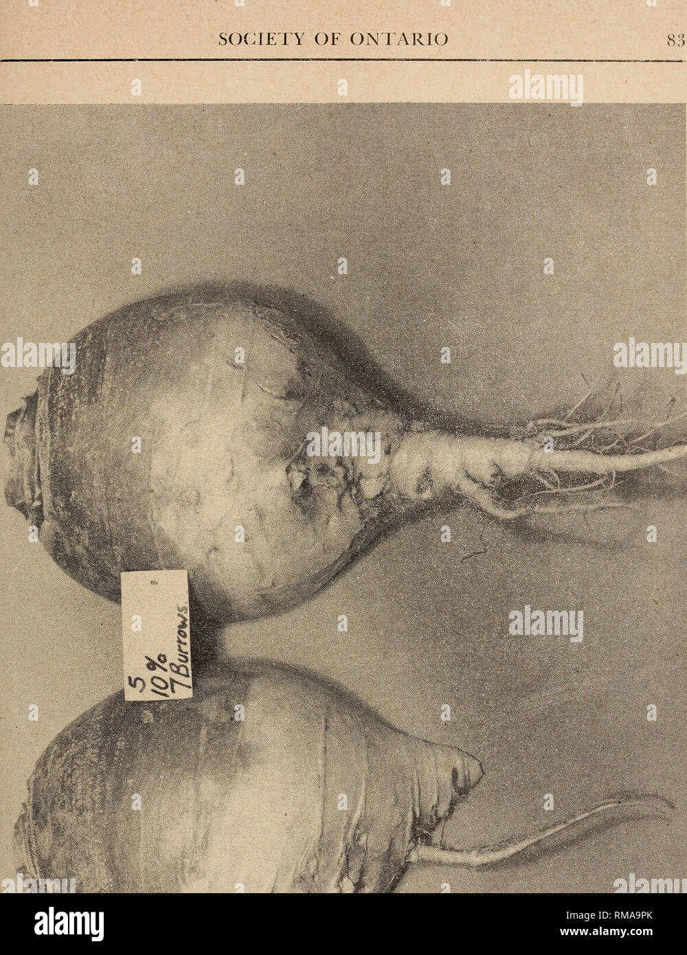 . Annual report. Entomological Society of Ontario; Insect pests; Insects. Fig. 2. Injury to turnip caused by root maggots. The root has been cut in half. Farm D, August 23, 1951. 7 burrows, 10% of area affected; diarr.eter 5% inches.. Please note that these images are extracted from scanned page images that may have been digitally enhanced for readability - coloration and appearance of these illustrations may not perfectly resemble the original work.. Entomological Society of Ontario; Ontario. Dept. of Agriculture. Toronto, The Society Stock Photo