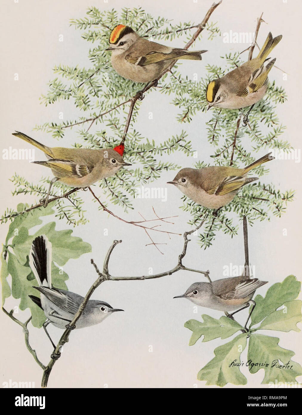 . Annual report. New York State Museum; Science; Science. BIRDS OF NEW YORK Memoir 12. N. Y. State Museum Plate 104. t/fouf'r tfpaw'z iS^/^ GOLDEN-CROWNED KINGLET Regulus satrapa salrapa Licht. MALE FEMALE RUBY-CROWNED KINGLET Regulus calendula calendula (Linnaeus) FEMALE BLUE-GRAY GNATCATCHER Polioptila caerulea caerulea (Linnaeus) FEMALE All I nat. size. Please note that these images are extracted from scanned page images that may have been digitally enhanced for readability - coloration and appearance of these illustrations may not perfectly resemble the original work.. New York State Museu Stock Photo