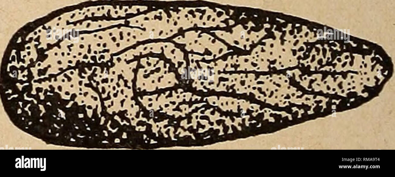 . Annual report. Entomological Society of Ontario; Insect pests; Insects. 10 11 12 i 1 10MM Fig. 1—10 and 12; dorsal view of cocoon. 1. Tetralopha asperatella (Clem.). 2. Schizura lepti- noides (Grt.). 3. Dusona vicina (Prov.). 4. Phobocampe sp. 5. Arge pectoralis (Leach). 6. Trichiosoma triangulum Kby. 7. Neodiprion americanus banksianae Roh. 8. Monoctenus melliceps (Cress.). 9. Priophorus pallipes (Lep.). 10. Pristiphora erichsonii (Htg.). 12. Pikonerna alaskensis (Roh.). Fig. 11; end view of cocoon. Amauronematus sp.. Please note that these images are extracted from scanned page images that Stock Photo