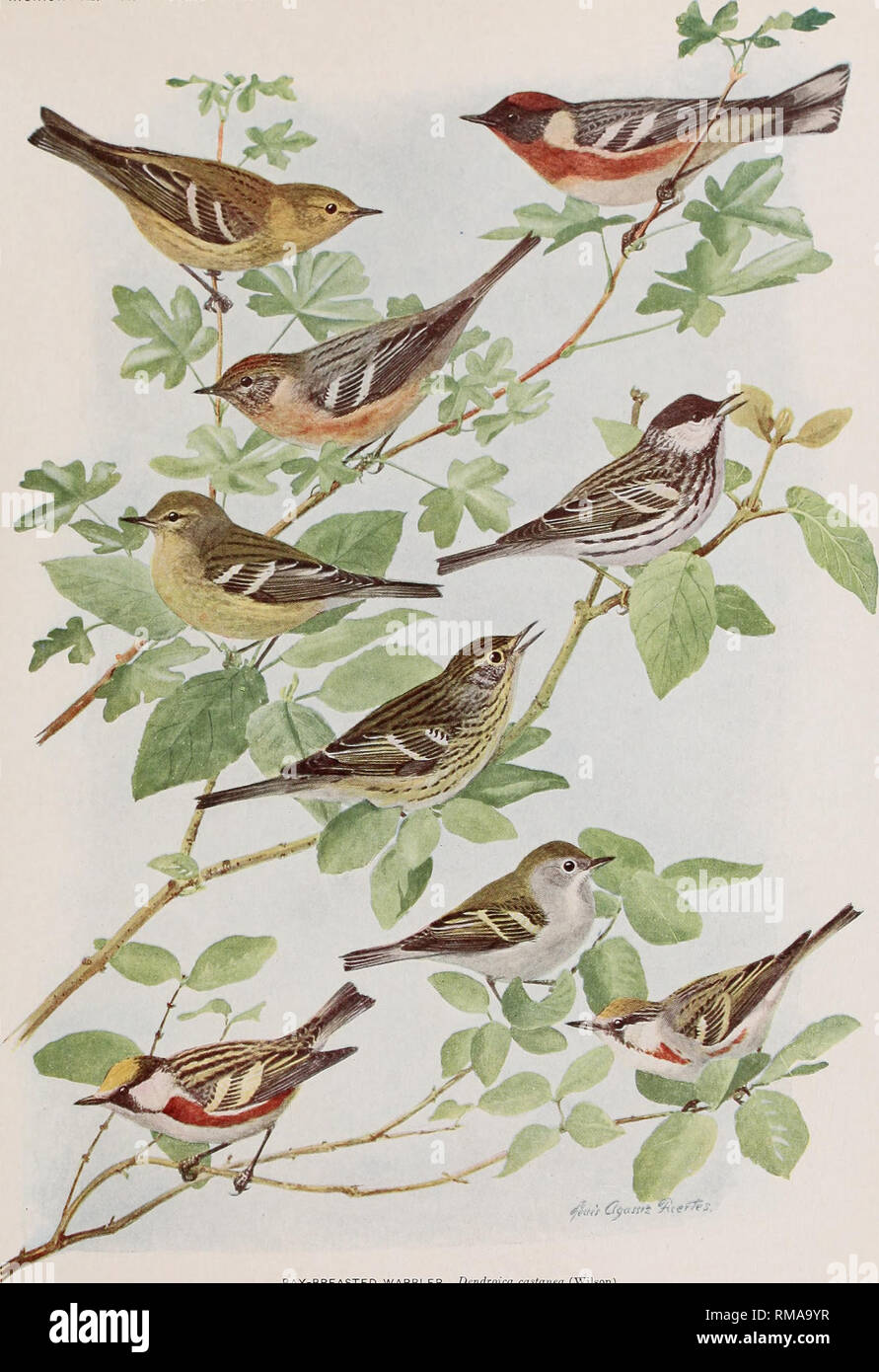 . Annual report. New York State Museum; Science; Science. 1$I111&gt;S OF NEW YORK leinoir 12. N. Y. State Museum Plate 96. .' - BAY-BREASTED WARBLER Dendroica castanea (Wilson) IMMATURE MALE FEMALE BLACK-POLL WARBLER Dendroica striata (J. R. Forster) IMMATURE MALE FEMALE CHESTNUT-SIDED WARBLER Dendroica pensylvanica (Linnaeus) IMMATURE MALE FEMALE All 5 nat. size. Please note that these images are extracted from scanned page images that may have been digitally enhanced for readability - coloration and appearance of these illustrations may not perfectly resemble the original work.. New York Sta Stock Photo