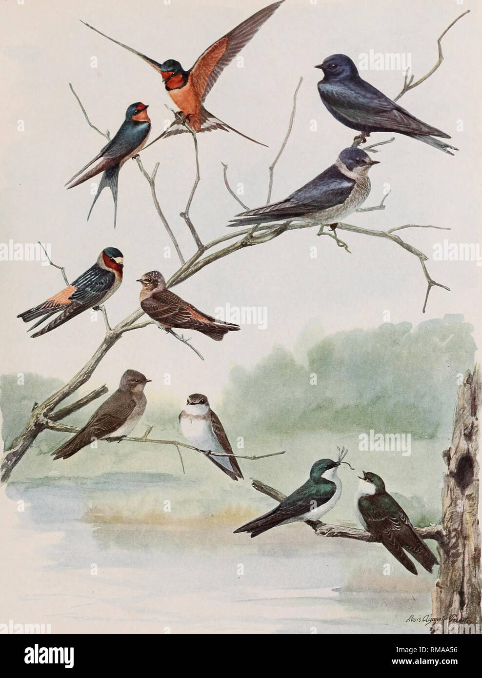 . Annual report. New York State Museum; Science; Science. BIRDS OF NEW YORK Memoir 12. N. Y. State Museum Plate 88. BARN SWALLOW Hirundo erythrogaslra Boddaert FEMALE MALE CLIFF SWALLOW Petrochelidon lunifrons lunifrons (Say) ADULT IMMATURE ROUGH-WINGED SWALLOW Stelgidopteryx serripennis (Audubon) BANK SWALLOW Riparia riparia Linnaeus) PURPLE MARTIN Progne subis sub is (Linnaeus) MALE FEMALE TREE SWALLOW Iridoprocne bicolor (Vieillot) All } nat. size IMMATURE. Please note that these images are extracted from scanned page images that may have been digitally enhanced for readability - coloration Stock Photo