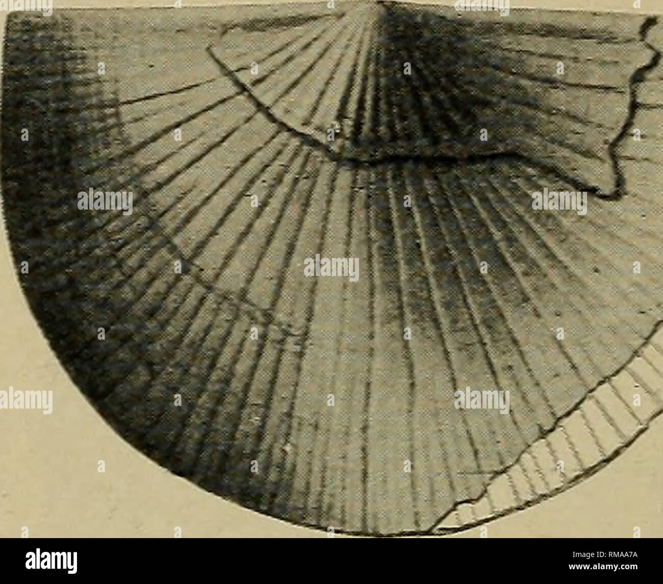 . Annual report. New York State Museum; Science; Science. S t r o p-h o n e 11 a (Amphistrophia) continens shell a series of fine threadlike lines separated by flat spaces in which lie fascicles of lesser order, sometimes but a single series consisting of six or more lines, sometimes three or more subordinate series. The general expression of the surface ornament however is that of fine sharply fasciculate striation. On the interior of the valves the surface is highly pustulose throughout except on the muscle areas, the pustules being arranged in radial rows. These are the usual characters of  Stock Photo