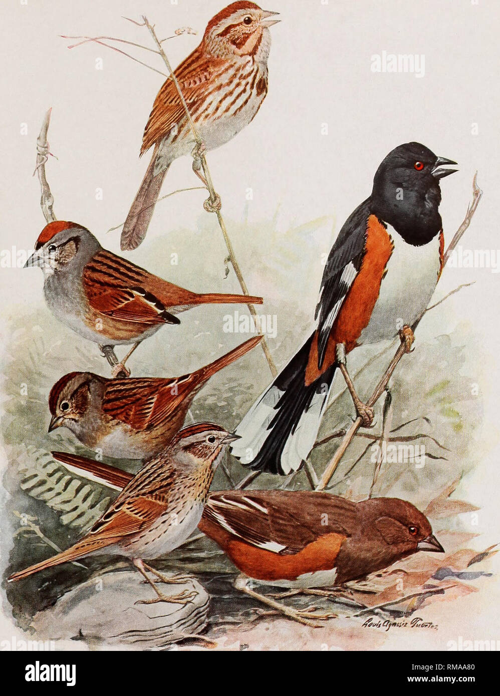 Annual Report New York State Museum Science Science Fjillds Of New York Memoir 12 N Y State Museum Plate 84 Song Sparrow Meliospiza Melodia Melodia Wilson Swamp Sparrow Melospiza Georgiana Latham