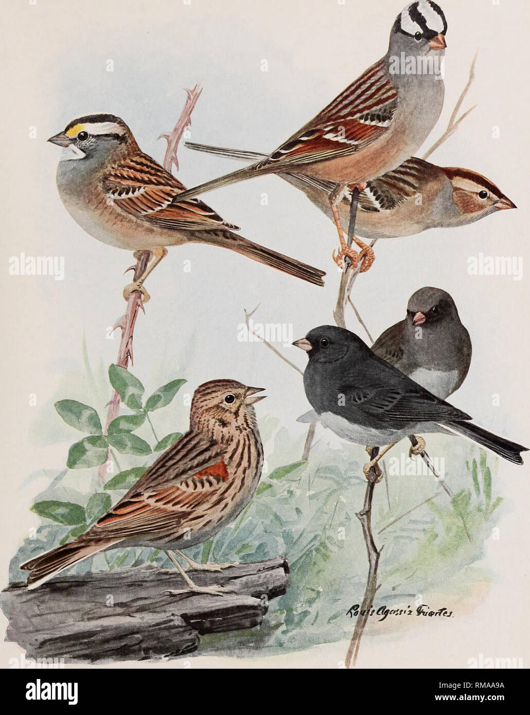 . Annual report. New York State Museum; Science; Science. 1UUDS OF NEW YORK lemoir 12. N. Y. State Museum Plate 82. $ffltdf''iti* Guerfej WHITE-THROATED SPARROW Zonotrichia albicollis (Gmelin; WHITE-CROWNED SPARROW Zonotrichia leucophrys leucophrys (J. R. Forster) ADULT IMMATURE VESPER SPARROW SLATE-COLORED JUNCO Pooeceles gramineus gramineus (Gmelin) Junco hyemahs hyemalis I Linnaeus) All f nat. size male female. Please note that these images are extracted from scanned page images that may have been digitally enhanced for readability - coloration and appearance of these illustrations may not  Stock Photo