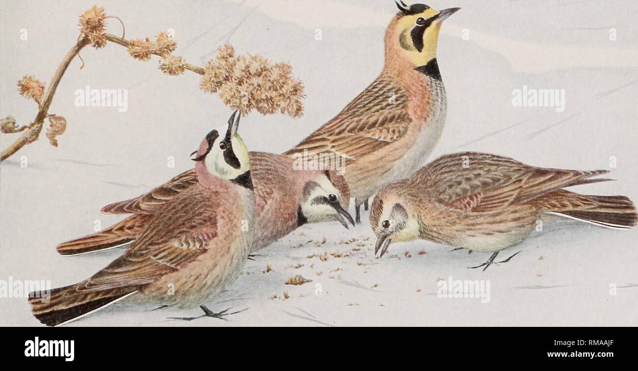 . Annual report. New York State Museum; Science; Science. SKYLARK Alauda arrensis Linnaeus r** fiitfTef. All I nat. size PIPIT Anthusrubesrrns fTunstall) SPRING AUTUMN. HORNED LARK Otocoris alpestris alpestris (Linnaeus) MALE PRAIRIE HORNED LARK Otocoris alpestris praticola Henshaw IALE female im AH I nat. size. Please note that these images are extracted from scanned page images that may have been digitally enhanced for readability - coloration and appearance of these illustrations may not perfectly resemble the original work.. New York State Museum. Albany : University of the State of New Yo Stock Photo