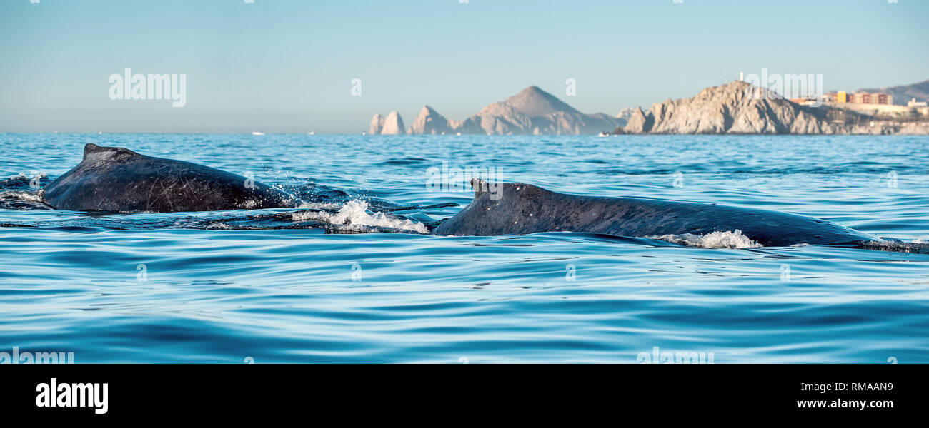 Whale back and dorsal fin.  Humpback whale  in the Pacific Ocean. Stock Photo