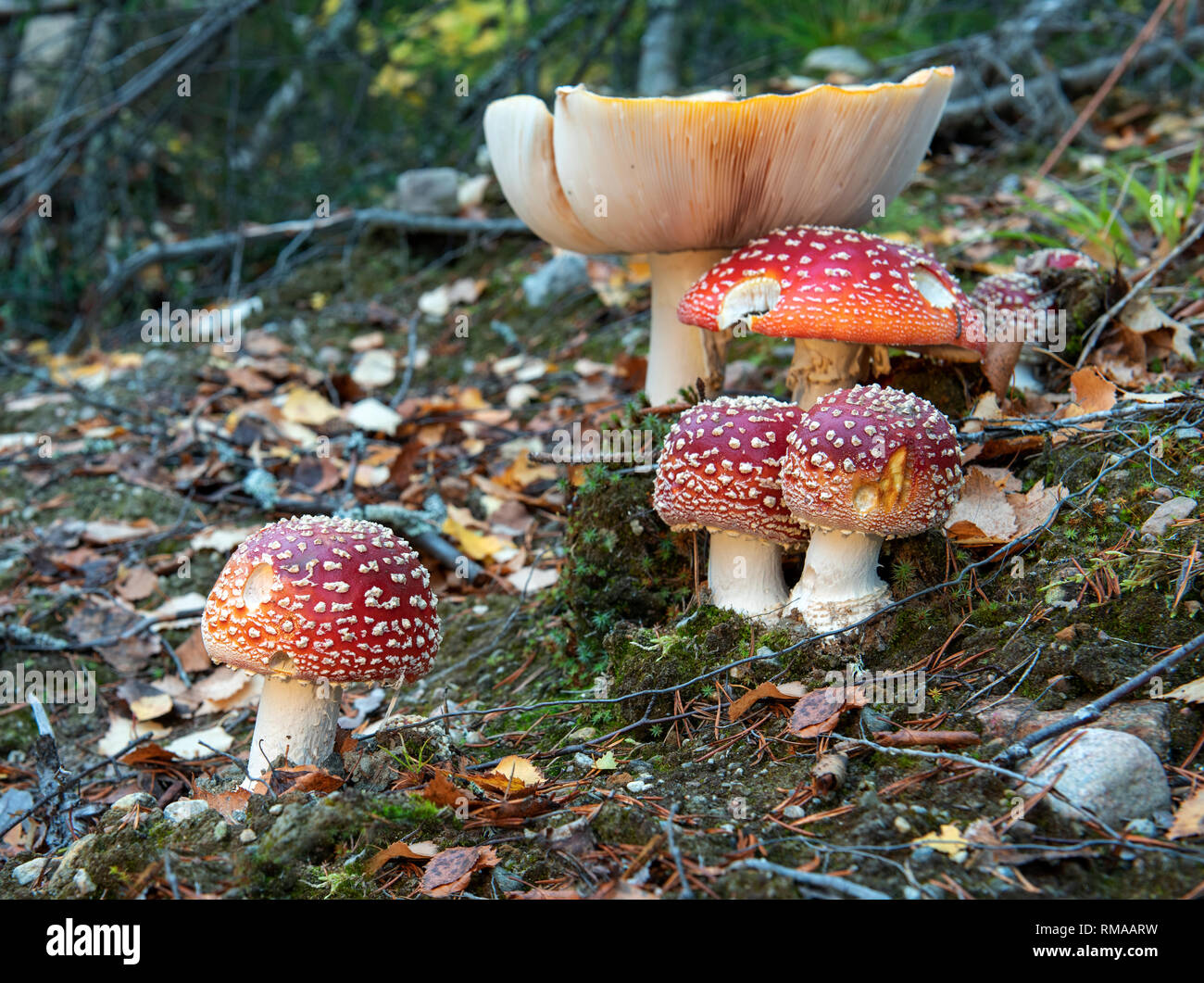 Fly-agarics in autumn forest . Stock Photo