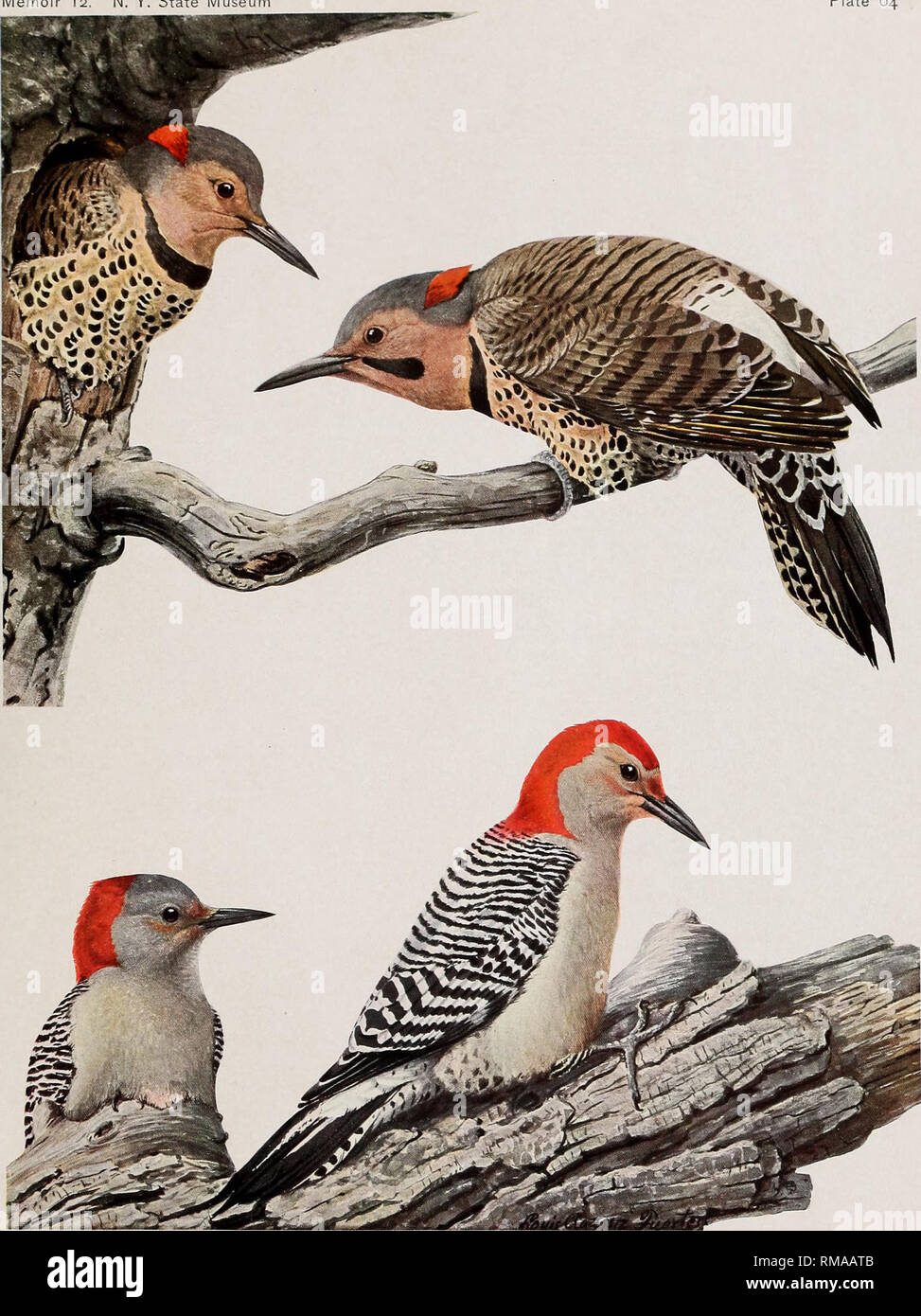 . Annual report. New York State Museum; Science; Science. 13 1111) S O F X F M' Y O U Iv Memoir 12. N. Y. State Museu Plate 64. NORTHERN FLICKER Colaptes auratus luteus U-E MALE RED-BELLIED WOODPECKER tenturus carolmus (Linnaeus) FEMALE MALE  nat. size. Please note that these images are extracted from scanned page images that may have been digitally enhanced for readability - coloration and appearance of these illustrations may not perfectly resemble the original work.. New York State Museum. Albany : University of the State of New York Stock Photo