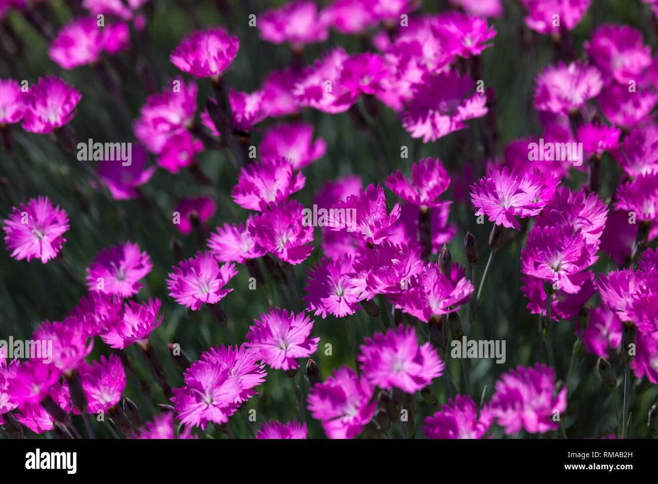 A group of bright pink dianthus flowers with blurred edges and background. Stock Photo