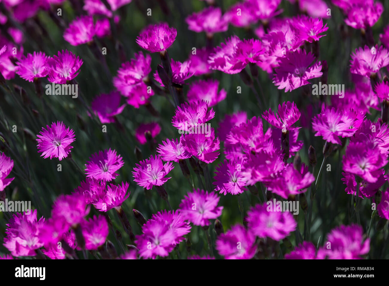 A group of bright pink dianthus flowers with blurred edges and background. Stock Photo