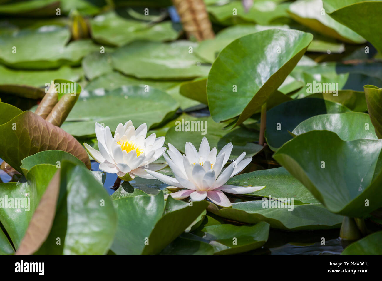 Bright White Water Lilies Growing Above Green Lily Pad Leaves In A Shallow Pond Stock Photo Alamy