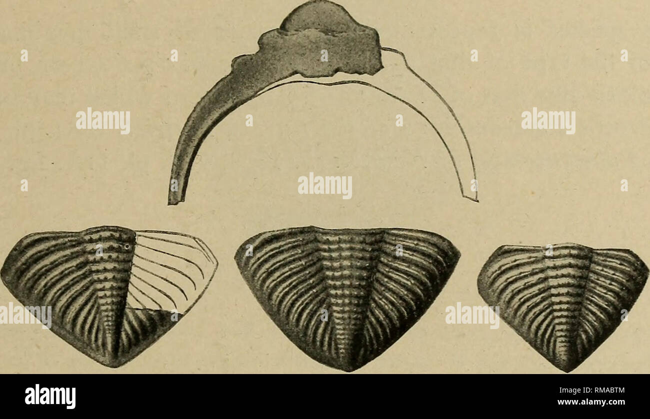 . Annual report. New York State Museum; Science; Science. SOME NEW ...