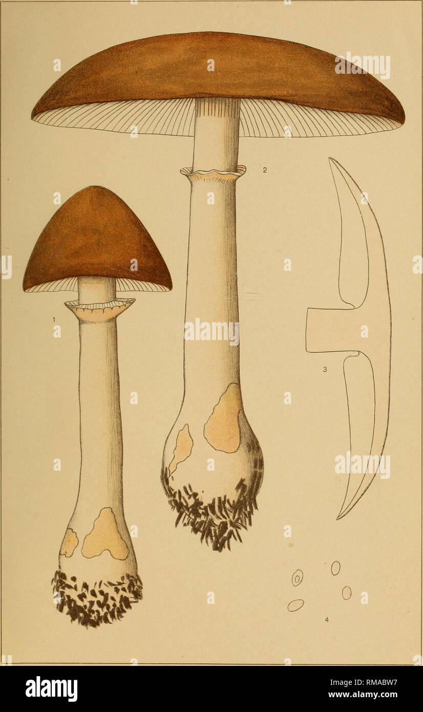 . Annual report. New York State Museum; Science; Science. N. y, STATE Mus, 63 EXTRALIMITAL FUNGI PLATE W. AMANITA MORRISII Pk. MORRIS AMANITA. Please note that these images are extracted from scanned page images that may have been digitally enhanced for readability - coloration and appearance of these illustrations may not perfectly resemble the original work.. New York State Museum. Albany : University of the State of New York Stock Photo