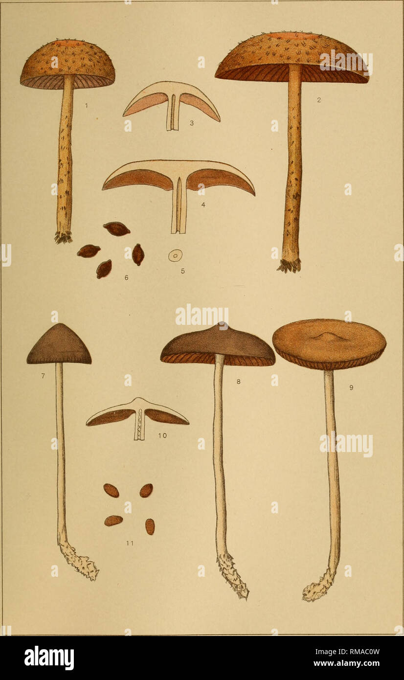 . Annual report. New York State Museum; Science; Science. N. Y. STATE MUS. 63 FUNGI PLATE III. Fig. 1-6 HYPHOI.OMA RIGIDIPES Pk. RIGID STEM HYPHOLOMA Fig. 7-11 PSILOCYBE NIGREIvLA Pk. BIvACKISH PSII.OCYBE. Please note that these images are extracted from scanned page images that may have been digitally enhanced for readability - coloration and appearance of these illustrations may not perfectly resemble the original work.. New York State Museum. Albany : University of the State of New York Stock Photo