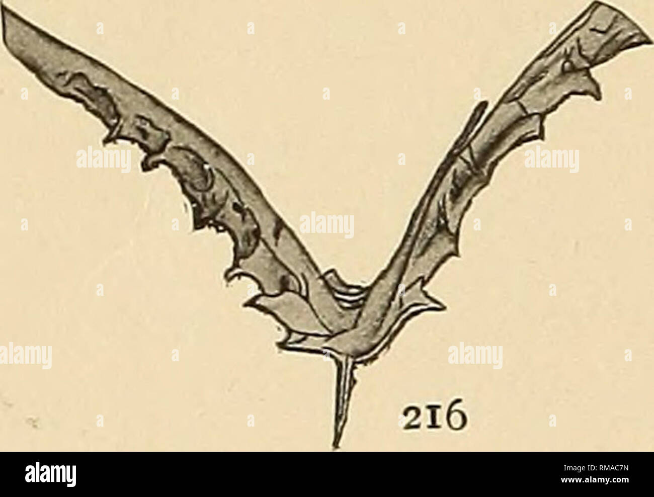 Dicellograptus hires stock photography and images Alamy