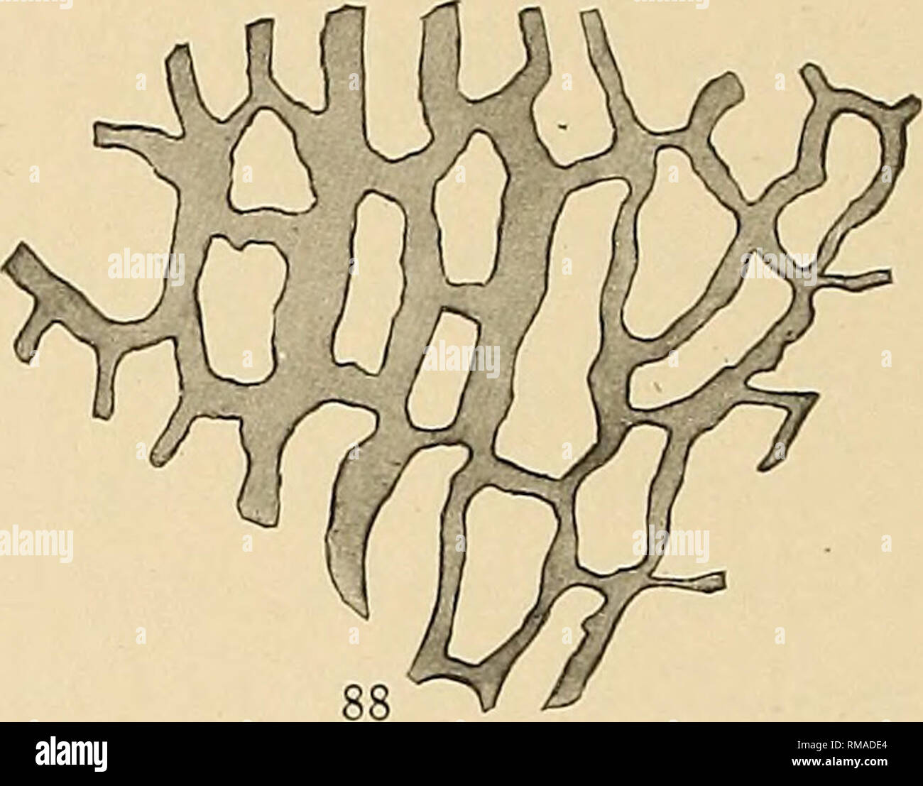 . Annual report. New York State Museum; Science; Science. Fig. 87, 88 Desmograptus vandelooi sp. nov. Enlargements (x 5) of portions of the type specimen showing different aspects of rhabdosome Like Desmograptus cadens, this species could be as well referred to Dictyonema as to Desmograptus ; and the final generic deter- mination of the two has to await the finding of complete rhabdosomes. cyclograptus Spencer' Spencer's description of this genus is as follows : In this genus, the frond consists of a circular disk which was probably cup-shaped in its growing form, though flattened in a concave Stock Photo
