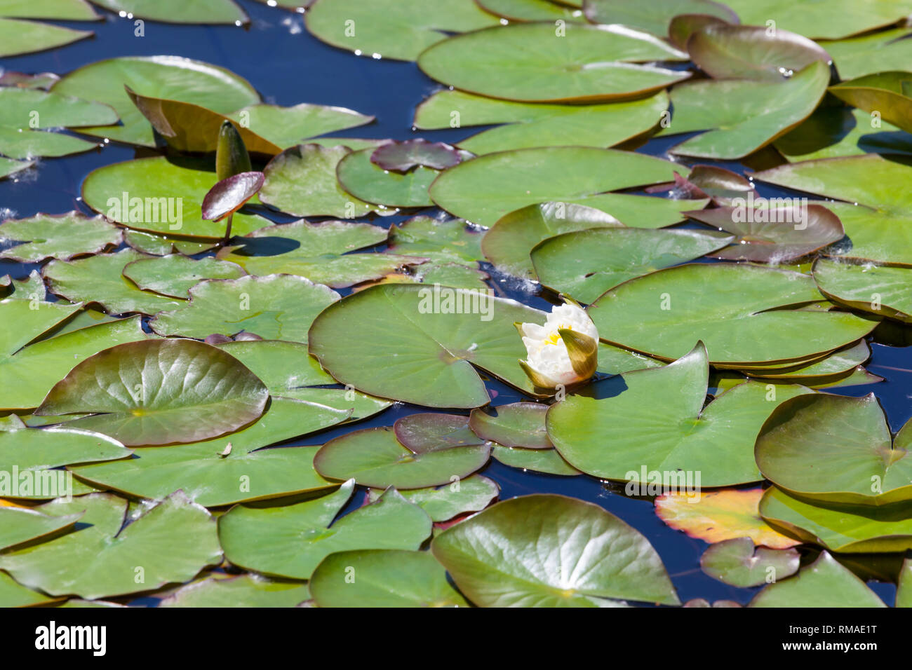 A white water lily opening in the spring sunshine in a pond covered in