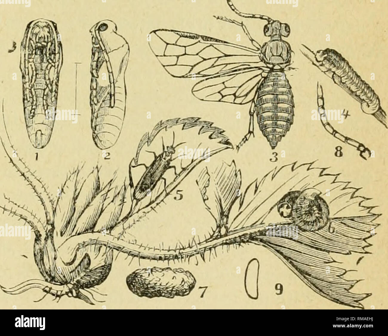 . Annual report. Entomological Society of Ontario; Insect pests; Insects -- Ontario Periodicals. • Fig-. .58. Flea-beetle and larva. B. AttackiiHj the Leaces : 1. Brownish caterpillars in June and August rolling the leaves into cases, and faateniwg them with silk. Strairherry Lenf-RoUei (Phoxopteris fragariae), Fig. 57. 2. Young plants gnawed oif at the surface. C'uhourms. 3. Small, pale spotted, active beetles riddle the leaves with holes im June. Spotted Paria (Paria-6-notata). 4. A small, active, jumping striped beetle eating holes in th« leaves. Striped Flea-Beetle (Phyllotreta vittata), F Stock Photo