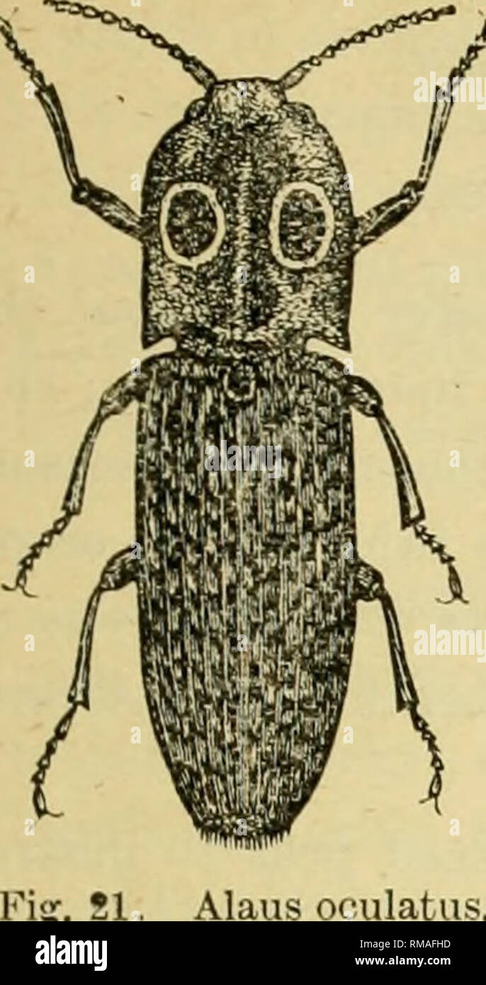 . Annual report. Entomological Society of Ontario; Insect pests; Insects -- Ontario Periodicals. 1903 ENTOMOLOGICAL SOCIETY. 61. Alaus oculatus. 81. Alaus oculatus, L. (Fig. 21.) This elater is found not uncom- monly in many parts of the Dominion. It is a striking species. The larvaj feed in decaying wood. 82. Melanotns communis, Gyll. This common elater is recorded by Townsend as occurring &quot; under the bark.&quot; 83. Elater ni&lt;jricollis, Hbst. Mr. R. J. Crew, of Toronto, tells me that he has found specimens of this beetle in a dead basswood stump, Nov. 11, 1901. 84. Paraudra hrunnea,  Stock Photo