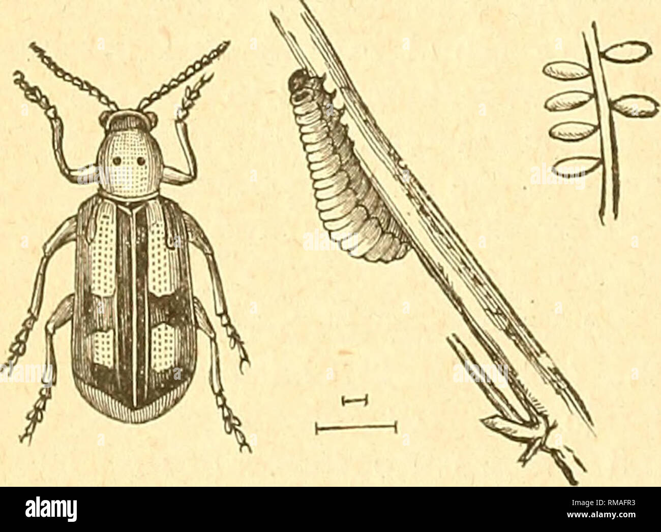 Jane Insect 72 feet height hi-res stock photography and images - Alamy
