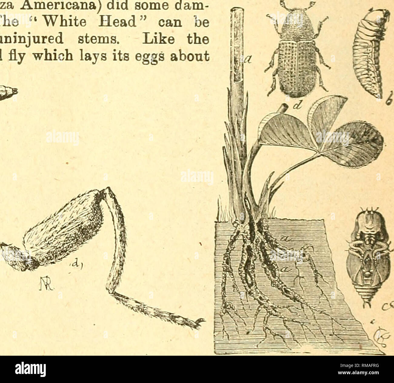 . Annual report. Entomological Society of Ontario; Insect pests; Insects. Fig. 26. The wheat-stem Maggot, a. The fly. 6. The maggot, c. The pupa. d. HiDd leg of fly, with large femur. Fig. 27. The clover root borer- a.a.a. Excavations made by borer. 6. grub. c. pupa. d. beetle. May 15th, upon the stalk near the top point. The larva burrows into the stalk, and when mature is a worm about ^ inch long. The flies emerge in July, to lay eg»s for a second brood. Dr. Fletcher has determined three broods at Ottawa. The pea crop still suffers very heavily from two very important pests, the pea-weevil,  Stock Photo
