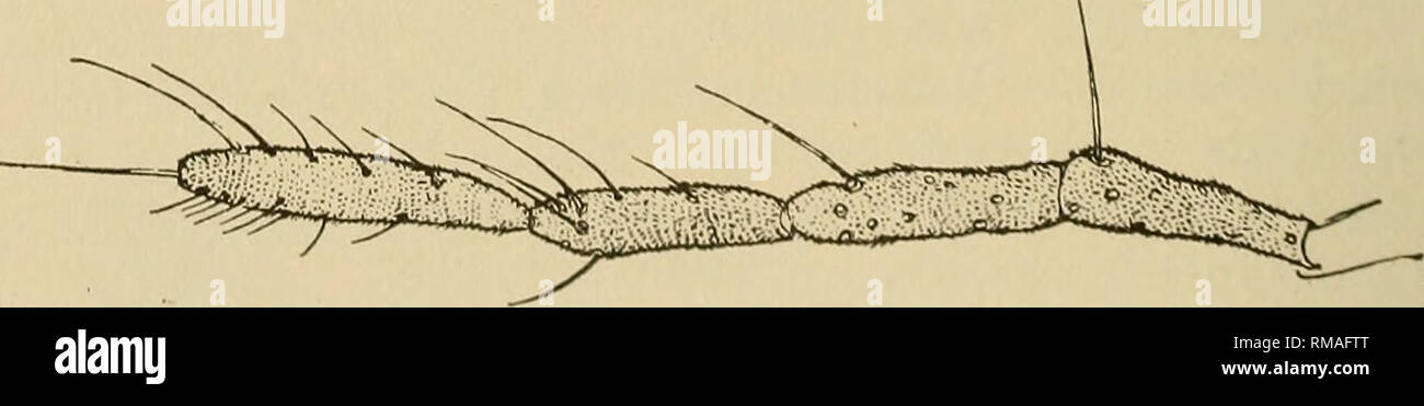 . Annual report. New York State Museum; Science; Science. Fig. 13 Didactylomyia maculata. Female palpus, enlarged, (original) uniform brownish black, the posterior legs with the tibiae and tarsi pale yellowish, annulate with fuscous distally; tarsi brownish black; claws slender, evenly curved; the pulvilli nearly as long as the claws. Ovipositor short, the lobes biarticulate, the distal segment narrowly oval. Type Cccid. 415. Didactylomyia capitata Felt 1913 Felt, E. P. Psyche, 20:174 The peculiar male was taken by Mr Owen Bryant in Augusl 1007, either at North .Adams, Mass., or on Greylock mo Stock Photo