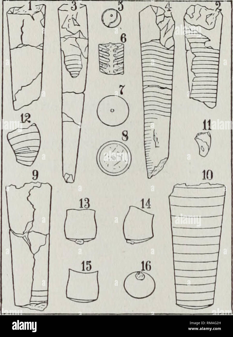 . Annual report. New York State Museum; Science; Science. 168 NEW YORK STATE MUSEUM PLATE 13. Orthoceras trusitum sp. nov. (Si-e plate 10, fig. 25, 26) Page 77 PIC. 1 Fragment preserving the longitudinally lineated surface 2 Internal casts, showing the numerous, shallow camerae and straight transverse suture lines 3 Young individual, showing the slenderness of conch 4 Internal cast, showing undulating septal sutures 5 Septum with excentric siphuncle 6 Broken internal cast, showing the depth of camerae and the tubular siphuncle 7 Septum, showing the circular section of conch and subcentral loca Stock Photo