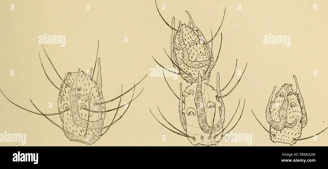 . Annual report. New York State Museum; Science; Science. REPORT OF THE STATE ENTOMOLOGIST I914 139 fifth subsessile, subcylindric, with the length two and one-half times greater than the diameter; (figure 2); terminal segment. a be Fig. 6 Winnertzia calciequina, female; a, nth antennal segment; b,distal two antennal segments of the right antenna; c, distal antennal segment; enlarged (original) slightly reduced, narrowly rounded distally. Palpi; the first seg- ment short, subquadrate, the second a little stouter, longer, the third one-half longer than the second, more slender, the fourth nearl Stock Photo