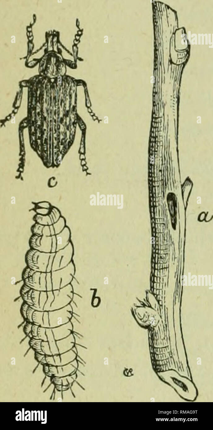 . Annual report. Entomological Society of Ontario; Insect pests; Insects -- Ontario Periodicals. 114 THE REPORT OF THE No. 19 B Key to Peach Insects. AttacJchvi the Root and Loioer Ti uiik : 1. Tunneling in the bark and sap-wood of the root, causing an exudation of gum, which is seen at base of tree mingled with the castings. Peach Tree Borer (Sannina exitiosa). Attacking the Trunk and Branches : 1. In early spring, a minute caterpillar bores into the shoots of new leaves, killing the growing terminals. Peach Tu-ig-Borer (Anarsia lineatella). 2. Black hemispherical scales attached to the bark. Stock Photo