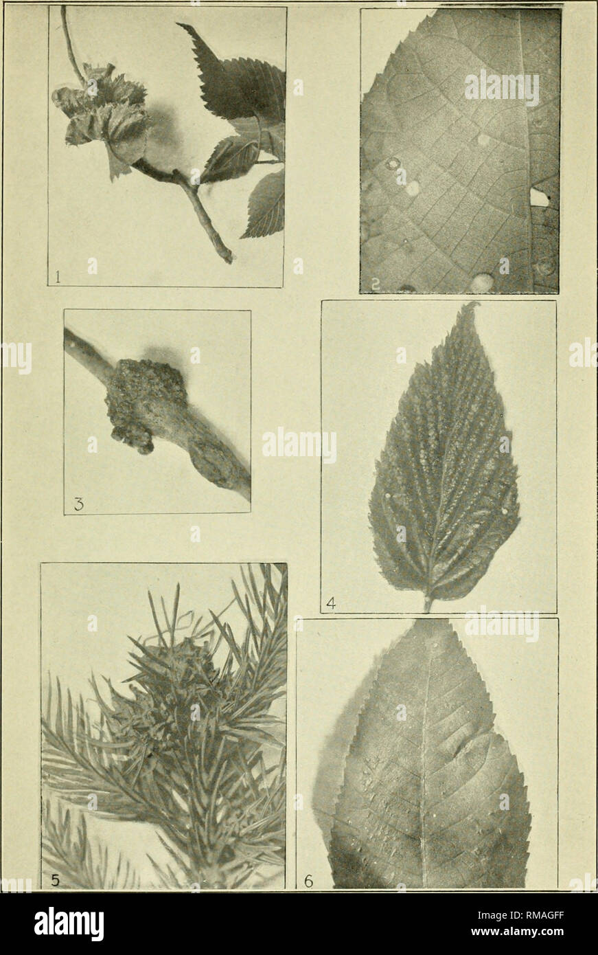 . Annual report. Entomological Society of Ontario; Insect pests; Insects -- Ontario Periodicals. Plate Q. 1. Sehizoneura Americana, Ulmus Americana. 2. Phylloxera sp., Carya^alba. 3. Sehizoneura sp., Populun tremuloides. 4. Sehizoneura sj)., Ahms incana. 5. Chermes abietis, Picea exceisa. 6. Phylloxera caryaevena, Carya ovata.. Please note that these images are extracted from scanned page images that may have been digitally enhanced for readability - coloration and appearance of these illustrations may not perfectly resemble the original work.. Entomological Society of Ontario; Ontario. Dept.  Stock Photo