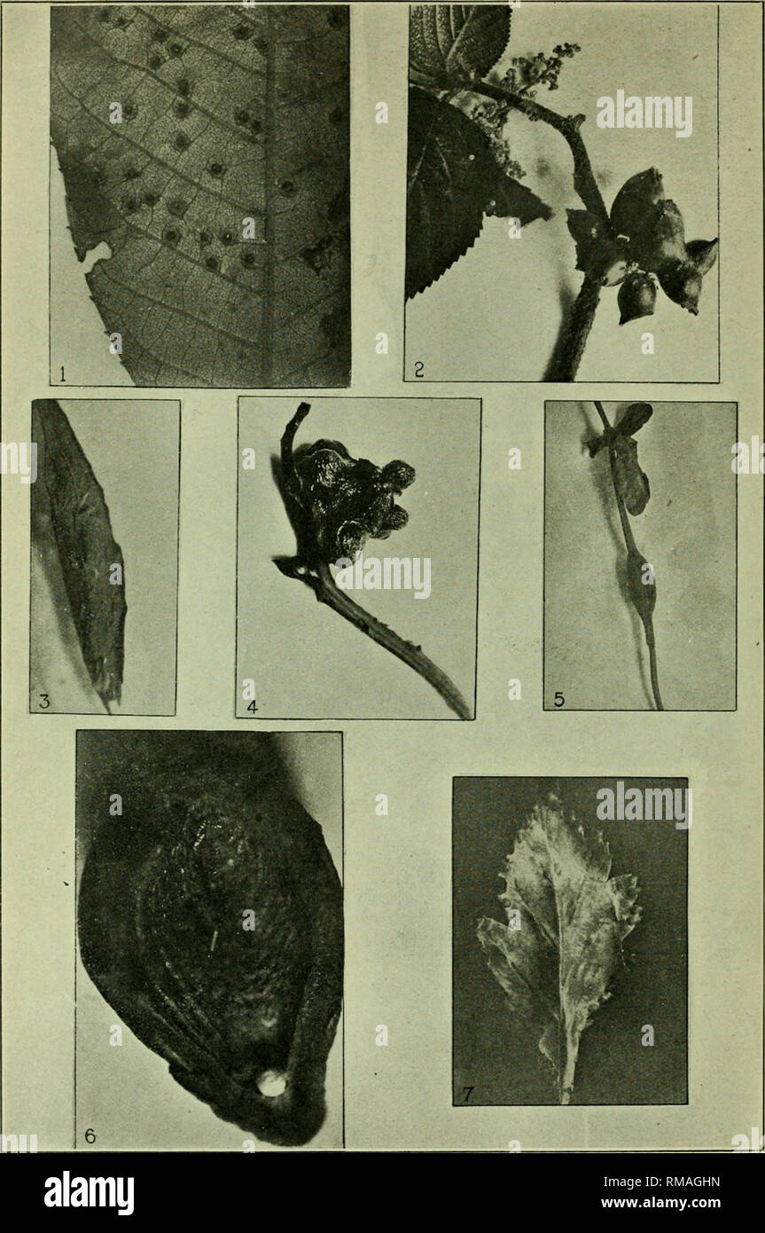 . Annual report. Entomological Society of Ontario; Insect pests; Insects -- Ontario Periodicals. Plate N. 1. Hickory Gall. 2. Pod or fruit gall, Laportea Canadensis. 3. Golden Rod seed gall, Solidago Canadensis. 4. Cecidomyia caryae-nucicola, Caryaalba. 5. Laeioptera lycopi, Lycopue virginicue. 6. Cecidomyia virginiana, interior of gal Prunus virginiana. 7 Hawthorn Leaf-border gall, Crataegus sp.. Please note that these images are extracted from scanned page images that may have been digitally enhanced for readability - coloration and appearance of these illustrations may not perfectly resembl Stock Photo